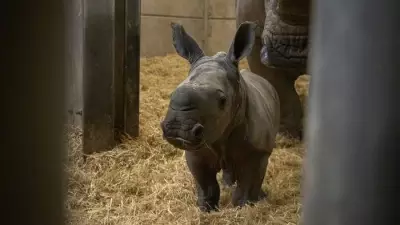 Knowsley Safari Welcomes Kamari, a Vital Southern White Rhino Calf
