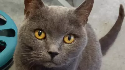 Lancashire Sanctuary's First Rescue of 2026: Pregnant Cat Lily Saved