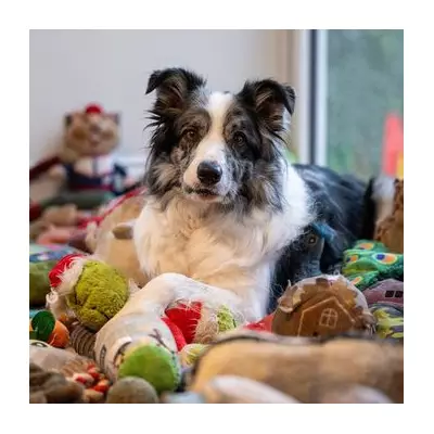 Meet Harvey: The Border Collie Who Knows 221 Toy Names