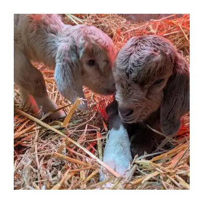 Newborn Goats Rescued from Bin Named Biffa and Veolia by Sanctuary