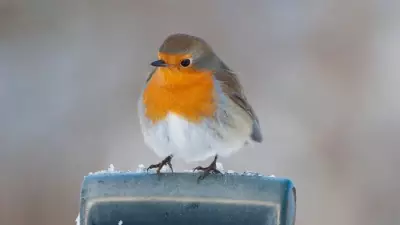Northumberland Wildlife Trust Urges Public to Support Wildlife in 2026