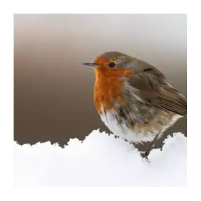 UK Braces for Fresh Snow: 12 Scottish Counties and Northern Ireland on Alert