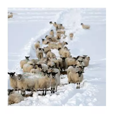 UK Braces for Two Major Snow Bombs in January: Exact Dates and Impact Maps Revealed