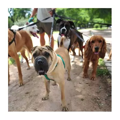 UK Dog Owners Face £1000 Fines for Breaching Six Key PSPO Rules