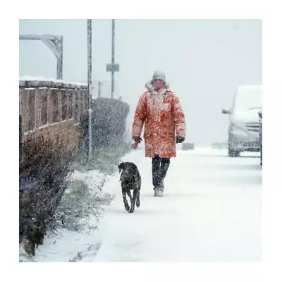 UK Dog Owners Warned: Winter Grit Poses Chemical Burn Risk to Paws