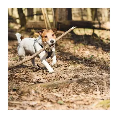 Vet Student's Tragic Fetch Game Warning After Corgi Dies Using Stick