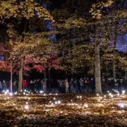 Birmingham Light Festival 2026: Fireflies, Fire Shows & Free Illuminations
