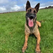 Bradford Thug Jailed for Vicious Attack on Police Dog Zero and Handler