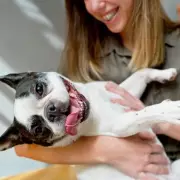 Dog Trainer Warns 5 Popular Breeds Are 'Overrated' Due to Health & Behaviour Issues