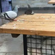 Dudley Council's £150k Market Revamp Faces Pigeon and Anti-Social Behaviour Issues