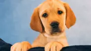 Flora Arrives: First Guide Dog Puppy of 2026 Begins Teesside Training