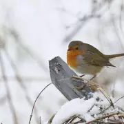 How to Attract Robins to Your Garden This Winter: 5 Essential Foods