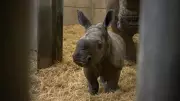 Knowsley Safari Welcomes Kamari, a Vital Southern White Rhino Calf