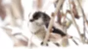 Long-tailed Tits: Lancashire's Winter Wildlife Delights