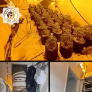 Major Cannabis Farm Uncovered in Redditch Home, Two Arrested