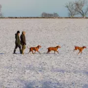 Met Office Urges UK Drivers: Assemble 9-Item Emergency Kit for Winter Roads