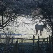 Midlands Braces for Third Snowfall of January with 5.2cm Forecast