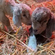 Newborn Goats Rescued from Bin Named Biffa and Veolia by Sanctuary