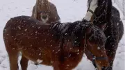 Remus Horse Sanctuary's Emergency Plea: £2,500 Needed to Save 100+ Animals in Snow
