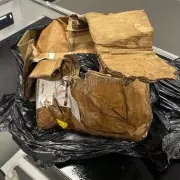 RSPCA Appeals for Information After Injured Puppy Found Dumped in Birmingham Park