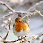 RSPCA: Feed Garden Birds Cooked Pasta for Winter Energy Boost