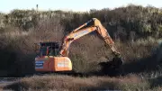 Sefton's Dune Restoration: Diggers Clear Invasive Scrub to Save Rare Species
