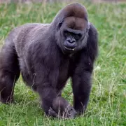 Solihull Primate Owners Urged to License Pets Before April Deadline