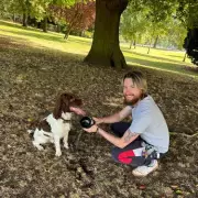 Springer Spaniel's Lucky Escape: Stick Found Piercing Stomach After Garden Play