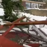 Storm Goretti Forces Closure of West Midlands Animal Sanctuary After Tragic Death