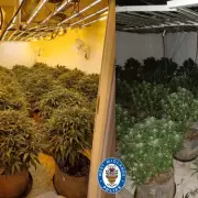 Three Arrested After Police Uncover 100 Cannabis Plants in Wolverhampton City Centre