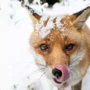 UK Animals Frolic in Snow as Cold Snap Hits Birmingham and West Midlands