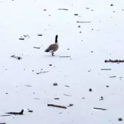 UK Braces for Heavy Snowfall: Up to 69cm Forecast This Week