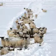 UK Braces for Two Major Snow Bombs in January: Exact Dates and Impact Maps Revealed