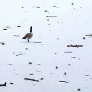 UK Snow Bomb: 79cm Forecast, Only Cornwall Spared in England