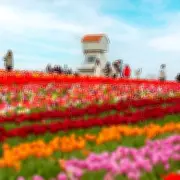 Warwickshire's Tulip Garden Returns with Dutch Food and Live Music