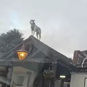 Willenhall Pub's Rooftop 'Statue' Revealed as Real Dog in Bizarre Sighting