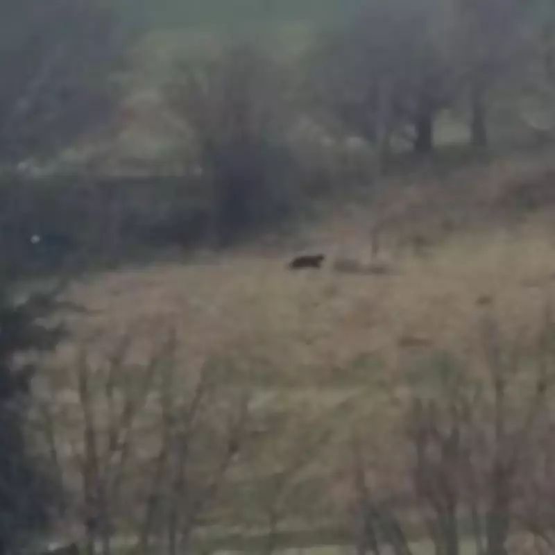 Couple Films 'Beast of Bodmin' in Devon, Experts Call It Best Evidence Yet