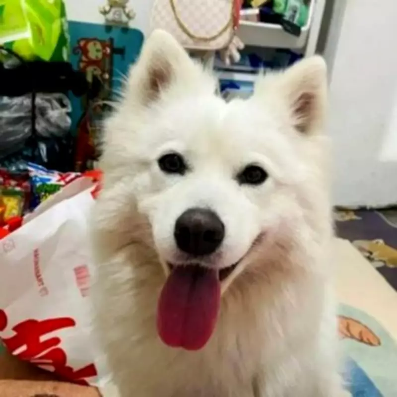 Samoyed Dog Dies After Firework Thrown Into Cage in Jiangsu