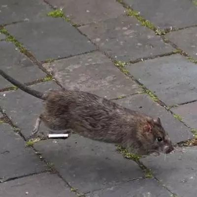 Birmingham's 'Rat Tax' Faces Another Increase Amid Council's Financial Recovery