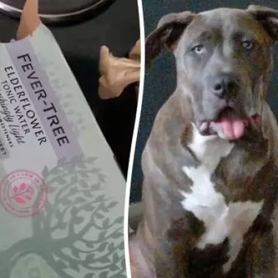 Mum's Heartbreak as XL Bully's Ashes Returned in Tonic Water Box