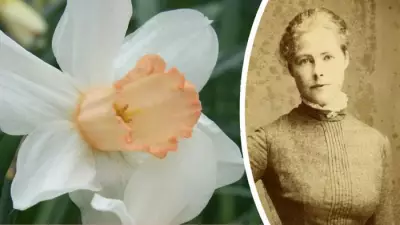 Rare Pink Daffodils Sought by RHS in National Bloom Survey