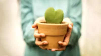 Romantic Houseplants: Heart-Shaped Foliage Alternatives to Valentine's Bouquets