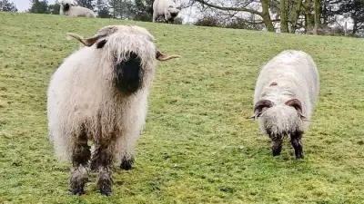 Rossendale Ramblers Brave Rain for Historic Walks, Plan Upcoming Spring Hikes