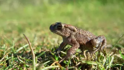Spring Amphibian Activity Surges on Sefton Coast as Climate Changes