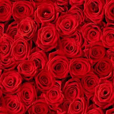 Supermarket Price War: Valentine's Roses Under £4 at Aldi and Morrisons