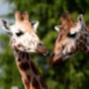 Baffling 'Giraffe Enclosure' Feature in £900k Countryside Property Near Birmingham Sparks Online Debate