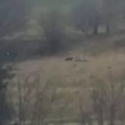 Couple Films 'Beast of Bodmin' in Devon, Experts Call It Best Evidence Yet