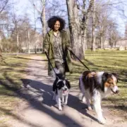 New Dog Laws from March 2026 Bring Stricter Penalties for Livestock Attacks