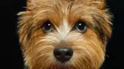 Norwich Terrier Among UK's Most Vulnerable Native Dog Breeds
