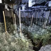 Police Bust Two Major Cannabis Farms in Birmingham Worth Over £700k